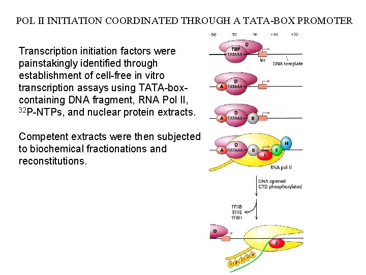 POL II INITIATION COORDINATED THROUGH A TATA-BOX PROMOTER Transcription initiation factors were painstakingly identified