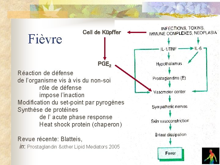 Fièvre Cell de Küpffer PGE 2 Réaction de défense de l’organisme vis à vis Fièvre Cell de Küpffer PGE 2 Réaction de défense de l’organisme vis à vis
