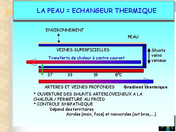 LA PEAU = ECHANGEUR THERMIQUE La peau- échangeur thermique ENVIRONNEMENT PEAU VEINES SUPERFICIELLES Transferts LA PEAU = ECHANGEUR THERMIQUE La peau- échangeur thermique ENVIRONNEMENT PEAU VEINES SUPERFICIELLES Transferts
