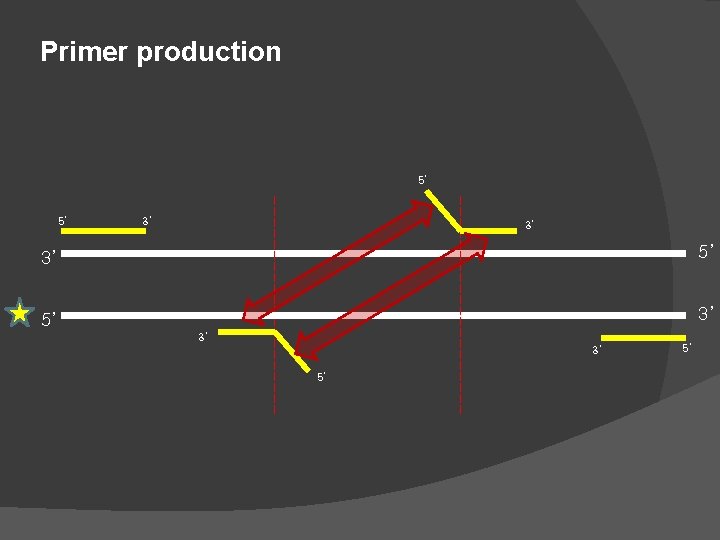 Primer production 5’ 5’ 3’ 3’ 3’ 5’ 5’ Primer production 5’ 5’ 3’ 3’ 3’ 5’ 5’