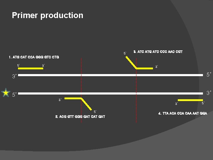 Primer production 5’ 3. ATC ATG ATC CCC AAC CGT 1. ATG CAT CCA Primer production 5’ 3. ATC ATG ATC CCC AAC CGT 1. ATG CAT CCA