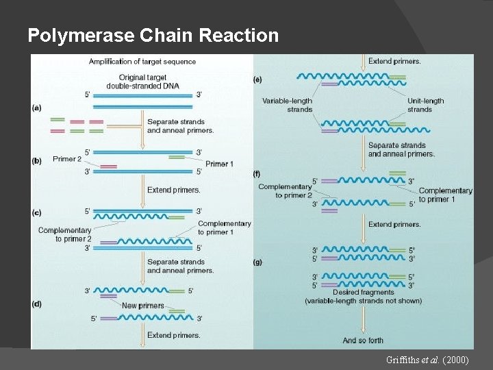 Polymerase Chain Reaction Griffiths et al. (2000) Polymerase Chain Reaction Griffiths et al. (2000)