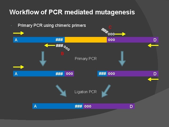 Workflow of PCR mediated mutagenesis Primary PCR using chimeric primers ### oo o B Workflow of PCR mediated mutagenesis Primary PCR using chimeric primers ### oo o B