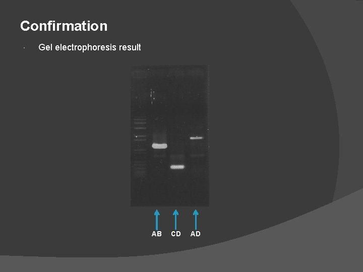 Confirmation Gel electrophoresis result AB CD AD Confirmation Gel electrophoresis result AB CD AD