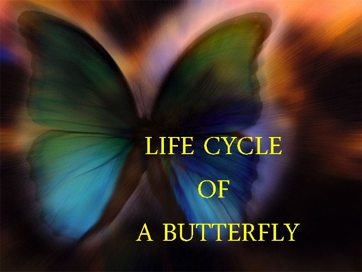 LIFE CYCLE OF A BUTTERFLY 
