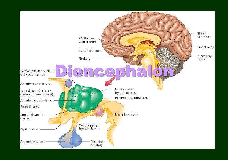 Diencephalon 