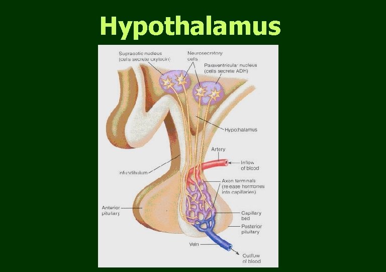 Hypothalamus 
