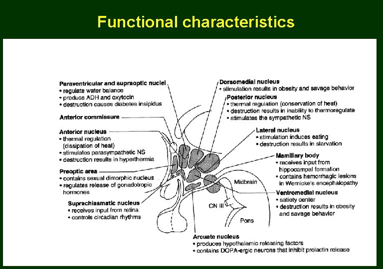 Functional characteristics 