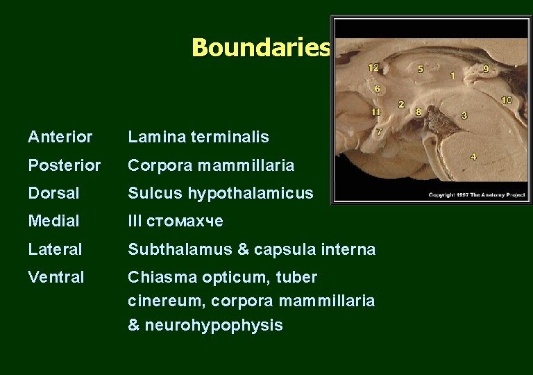 Boundaries Anterior Lamina terminalis Posterior Corpora mammillaria Dorsal Sulcus hypothalamicus Medial ІІІ стомахче Lateral