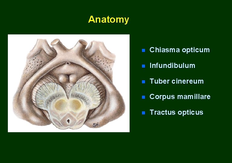 Anatomy n Chiasma opticum n Infundibulum n Tuber cinereum n Corpus mamillare n Tractus