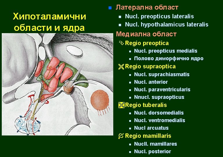 n Хипоталамични области и ядра Латерална област n n n Nucl. preopticus lateralis Nucl.