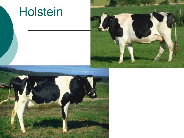 Holstein 