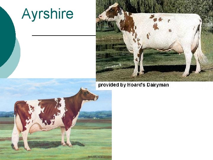 Ayrshire 