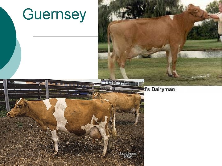 Guernsey 