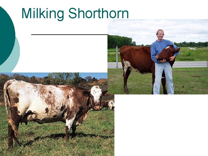 Milking Shorthorn 
