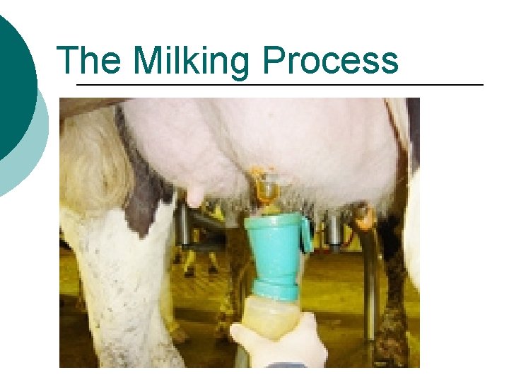 The Milking Process 