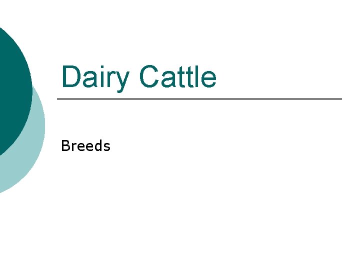 Dairy Cattle Breeds 