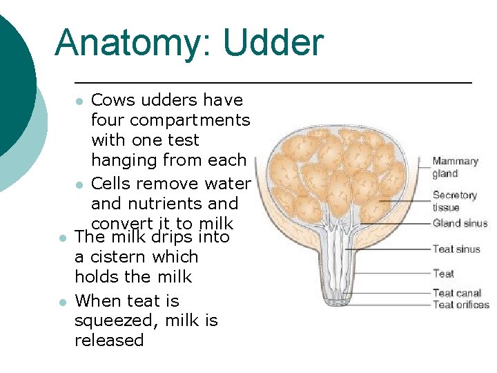 Anatomy: Udder Cows udders have four compartments with one test hanging from each l