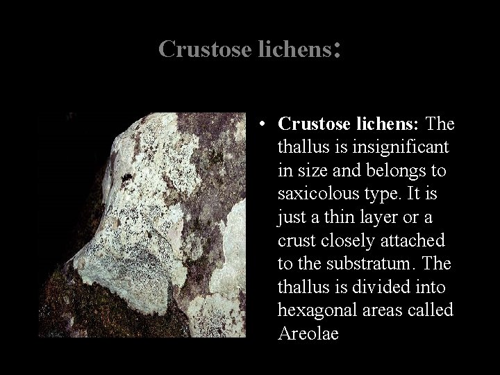 Crustose lichens: • Crustose lichens: The thallus is insignificant in size and belongs to