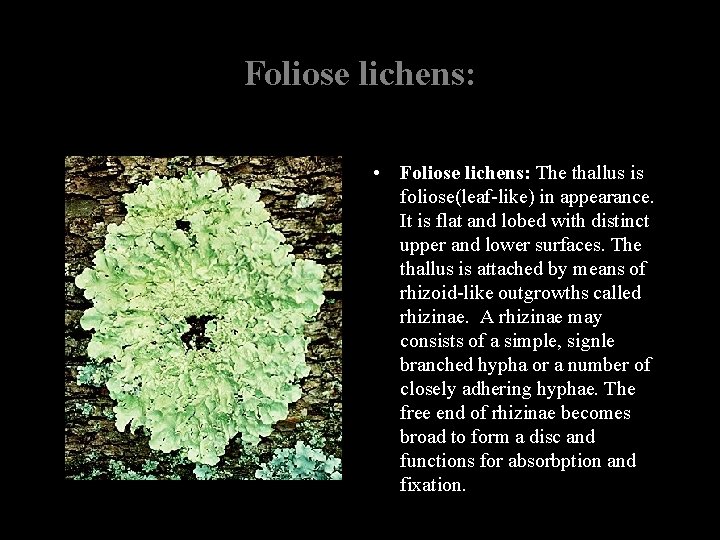 Foliose lichens: • Foliose lichens: The thallus is foliose(leaf-like) in appearance. It is flat