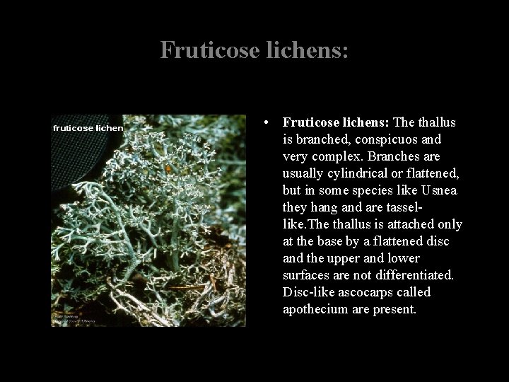 Fruticose lichens: • Fruticose lichens: The thallus is branched, conspicuos and very complex. Branches