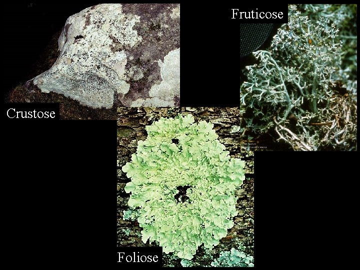 Fruticose Crustose Foliose 