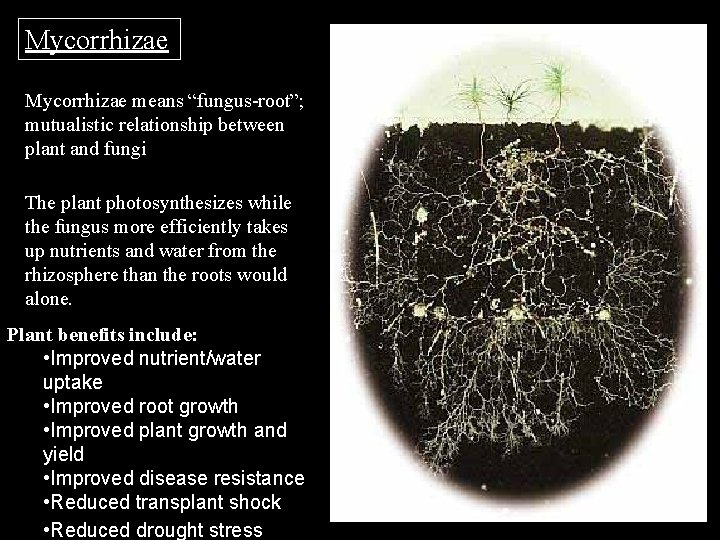 Mycorrhizae means “fungus-root”; mutualistic relationship between plant and fungi The plant photosynthesizes while the