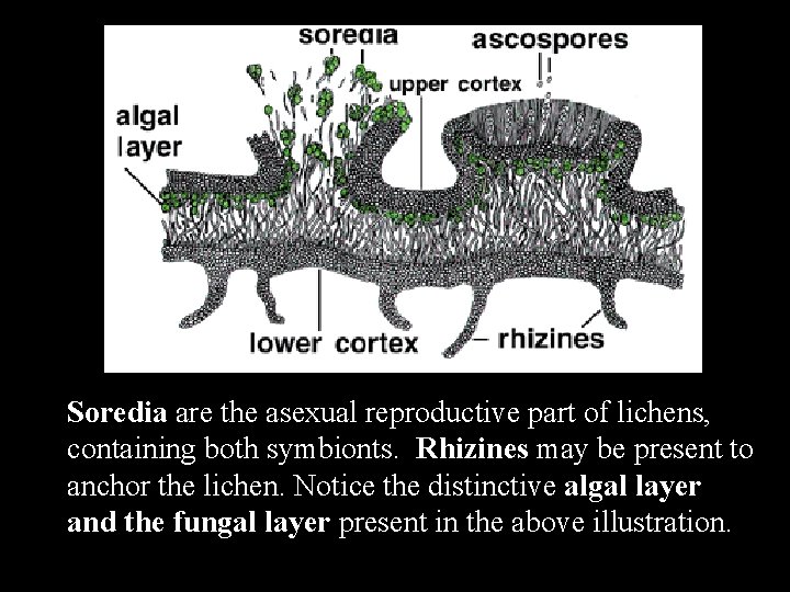 Soredia are the asexual reproductive part of lichens, containing both symbionts. Rhizines may be