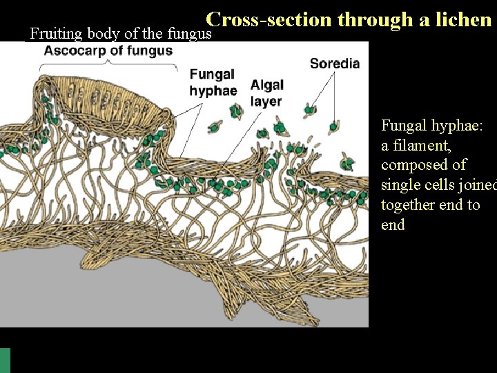 Cross-section through a lichen Fruiting body of the fungus Fungal hyphae: a filament, composed