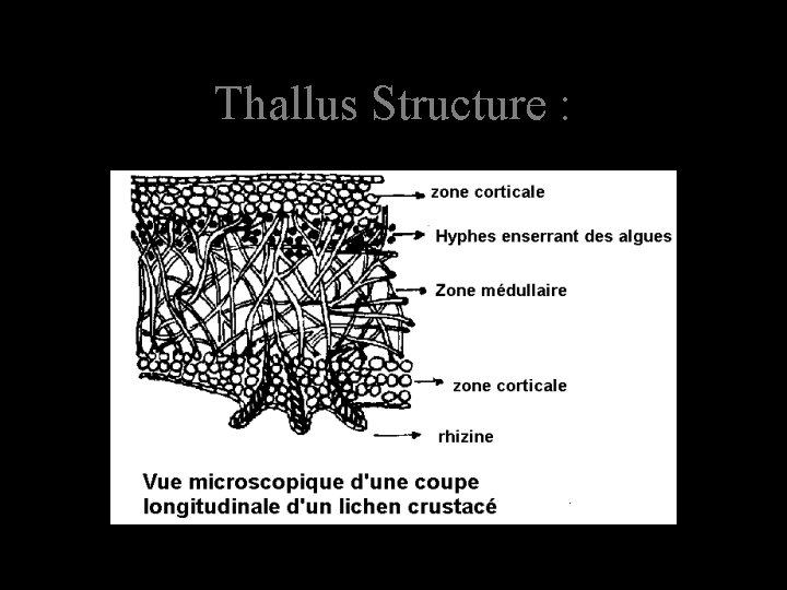 Thallus Structure : 