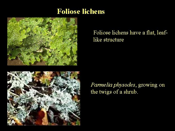 Foliose lichens have a flat, leaflike structure Parmelia physodes, growing on the twigs of