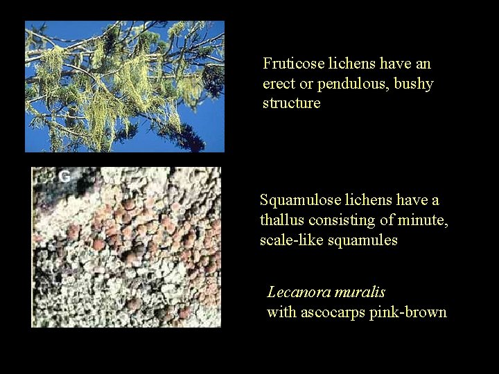 Fructicose and Squamulose Fruticose lichens have an erect or pendulous, bushy structure Squamulose lichens