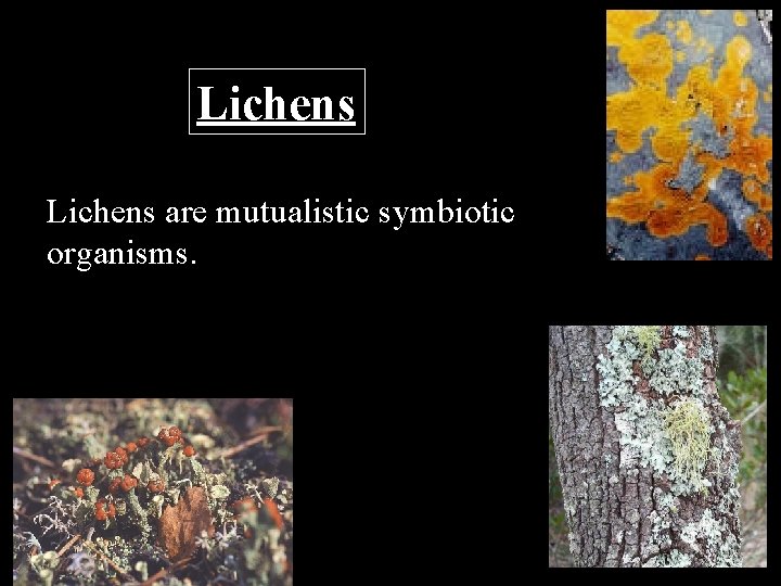 Lichens are mutualistic symbiotic organisms. 