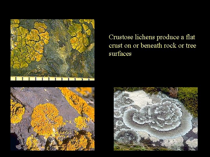 Crustose lichens produce a flat crust on or beneath rock or tree surfaces 