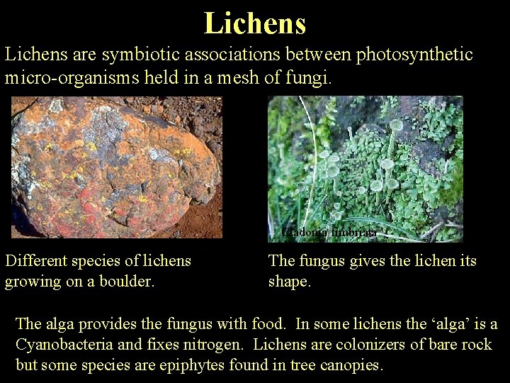 Lichens are symbiotic associations between photosynthetic micro-organisms held in a mesh of fungi. Cladonia