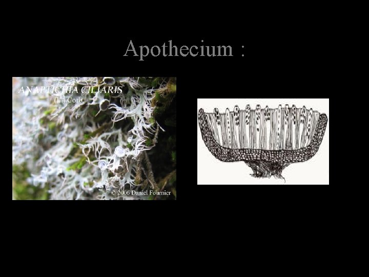 Apothecium : 