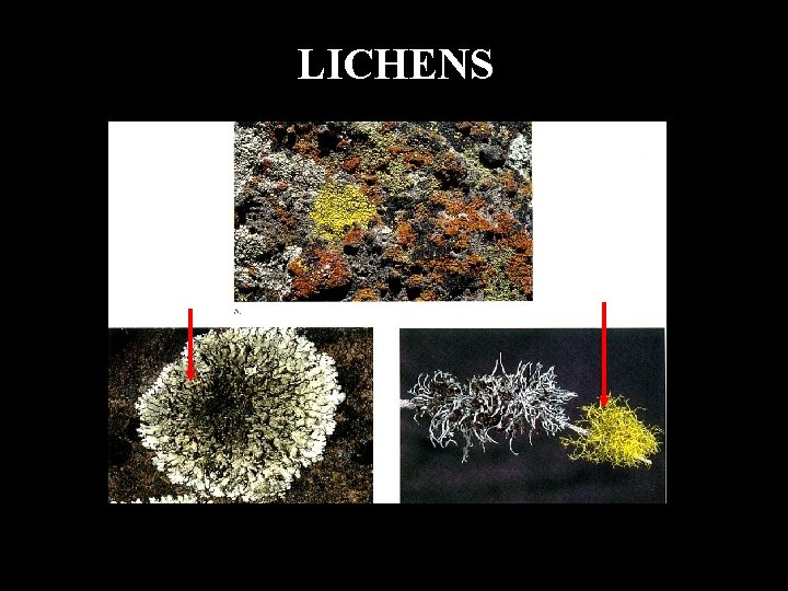 LICHENS Crusrose Foliose Fruticose 