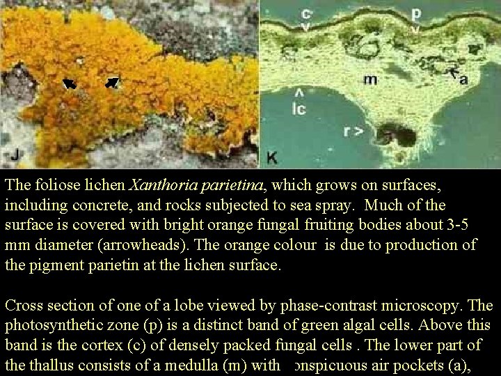 Xanthoria parietina The foliose lichen Xanthoria parietina, which grows on surfaces, including concrete, and