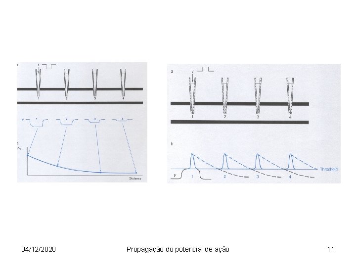 04/12/2020 Propagação do potencial de ação 11 