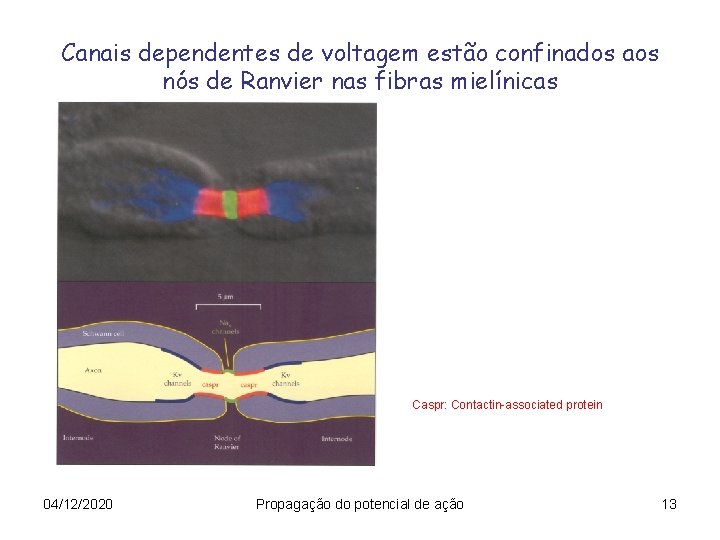 Canais dependentes de voltagem estão confinados aos nós de Ranvier nas fibras mielínicas Caspr: