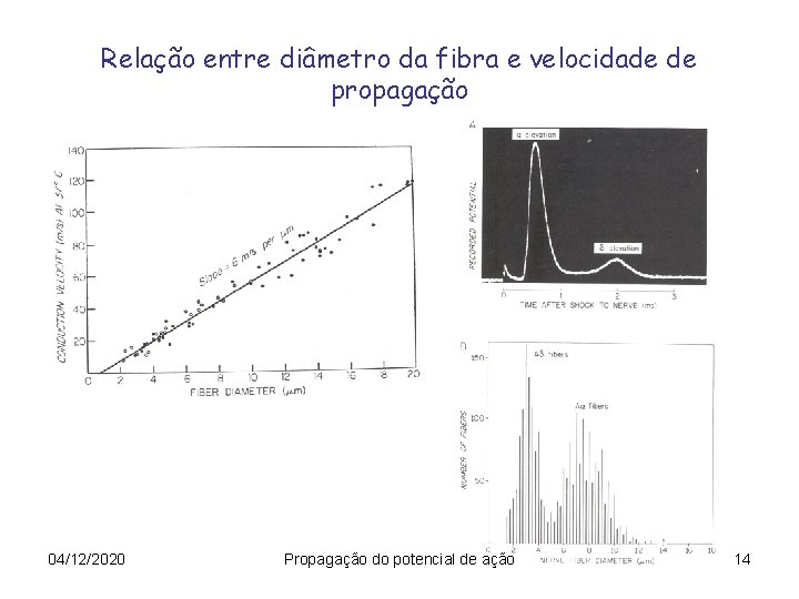 Relação entre diâmetro da fibra e velocidade de propagação 04/12/2020 Propagação do potencial de