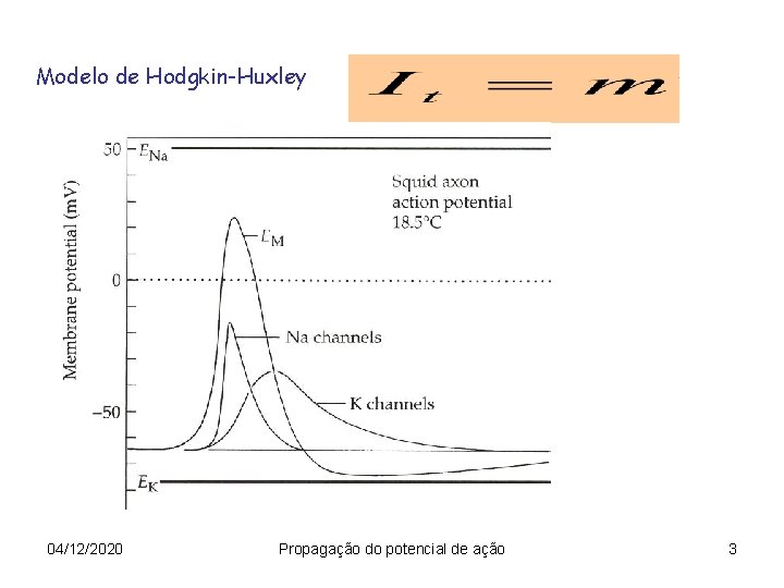 Modelo de Hodgkin-Huxley 04/12/2020 Propagação do potencial de ação 3 