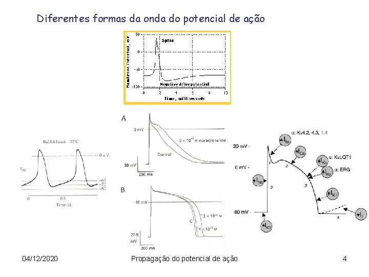 Diferentes formas da onda do potencial de ação 04/12/2020 Propagação do potencial de ação