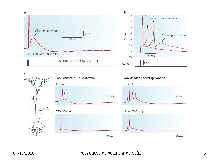 04/12/2020 Propagação do potencial de ação 6 