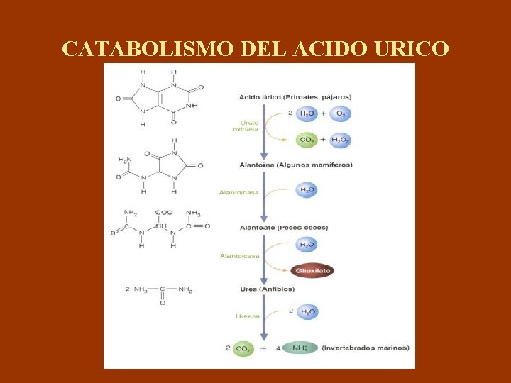 CATABOLISMO DEL ACIDO URICO 
