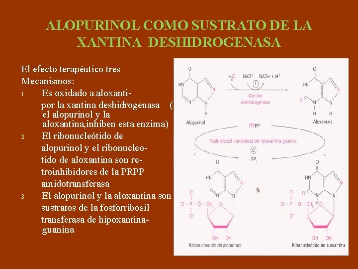 ALOPURINOL COMO SUSTRATO DE LA XANTINA DESHIDROGENASA El efecto terapéutico tres Mecanismos: 1. Es
