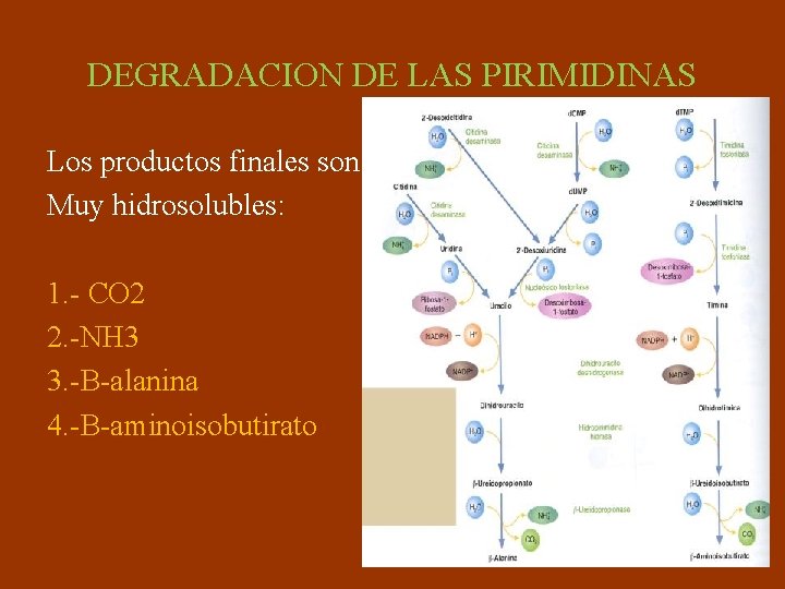 DEGRADACION DE LAS PIRIMIDINAS Los productos finales son Muy hidrosolubles: 1. - CO 2