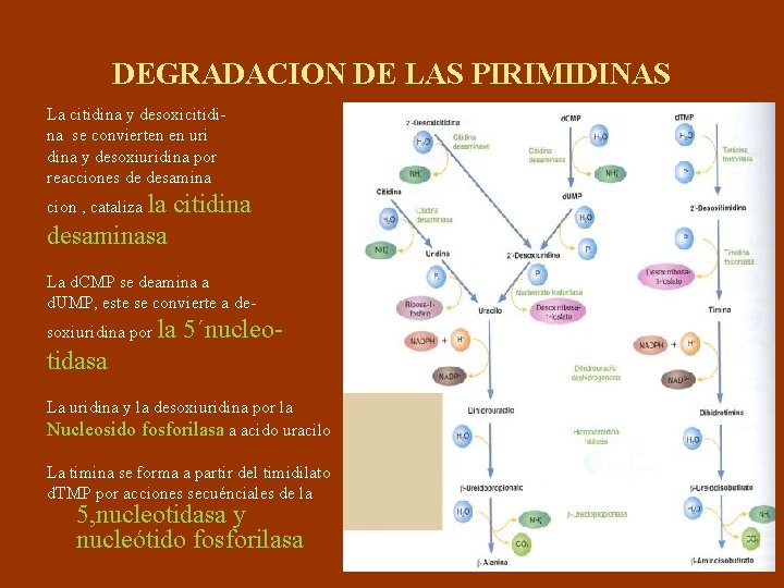 DEGRADACION DE LAS PIRIMIDINAS La citidina y desoxicitidina se convierten en uri dina y