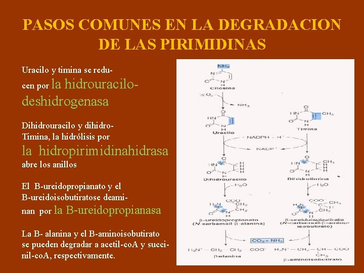 PASOS COMUNES EN LA DEGRADACION DE LAS PIRIMIDINAS Uracilo y timina se reducen por