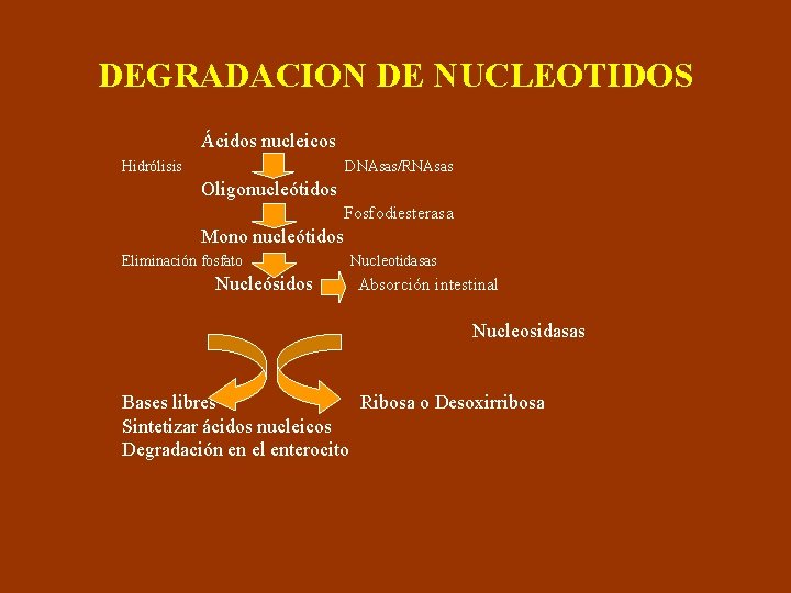 DEGRADACION DE NUCLEOTIDOS Ácidos nucleicos Hidrólisis DNAsas/RNAsas Oligonucleótidos Fosfodiesterasa Mono nucleótidos Eliminación fosfato Nucleósidos